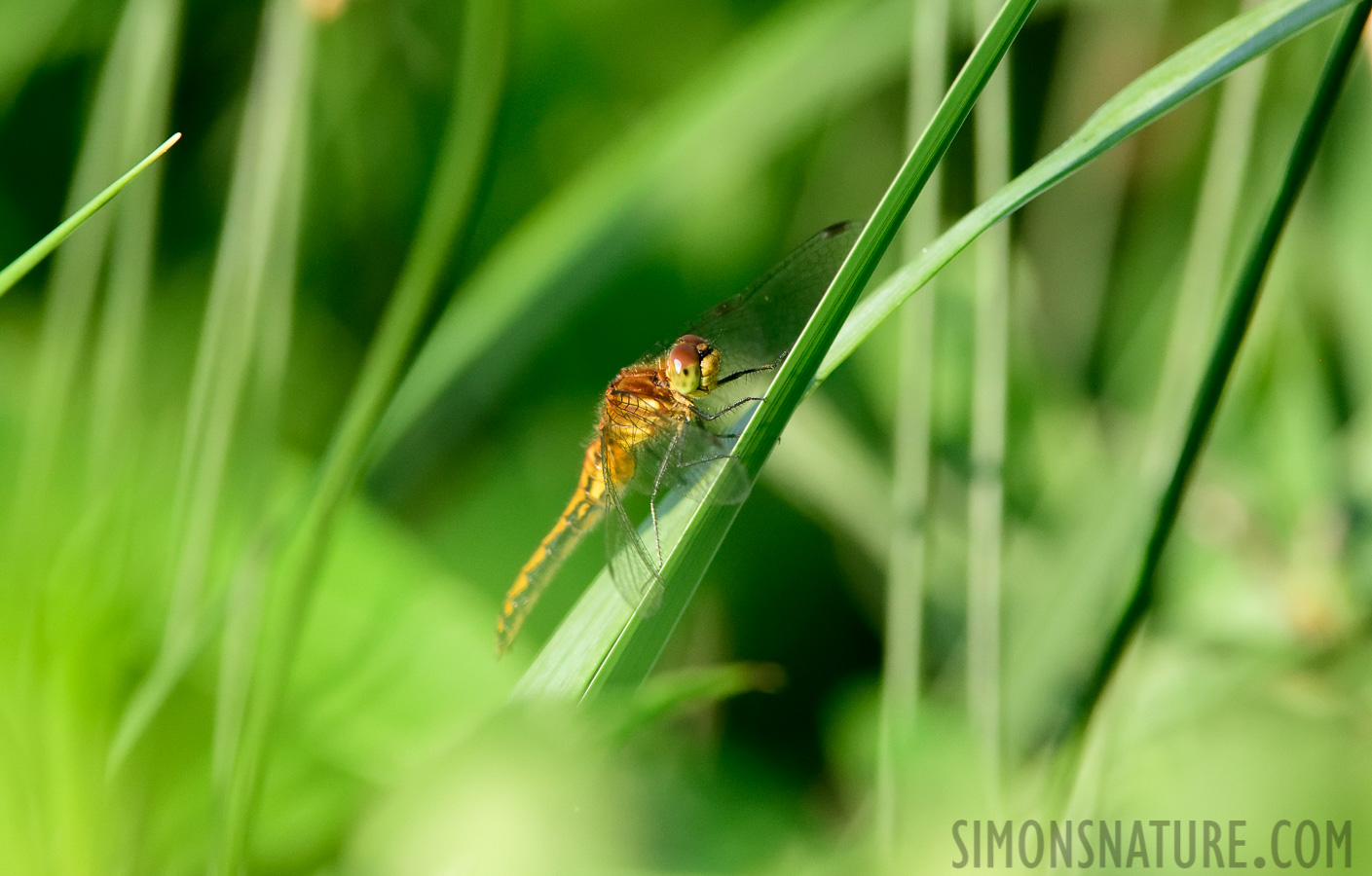 Sympetrum internum [400 mm, 1/1250 Sek. bei f / 7.1, ISO 1600]